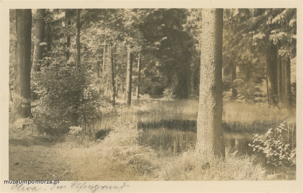 Gdańsk - Oliwa, fragment Trójmiejskiego Parku Krajobrazowego