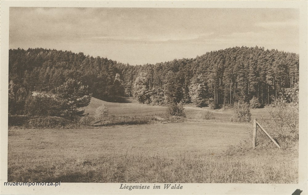 Gdańsk - Oliwa, łąka w lesie